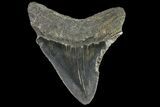 Fossil Megalodon Tooth - Georgia #138992-2